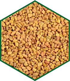 FENUGREEK