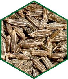 CUMIN
